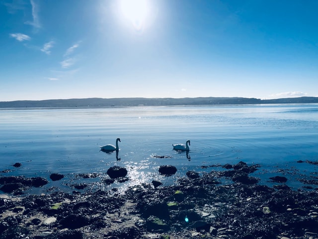 畜禽養(yǎng)殖廢水如何處理-一體化污水處理成套設備-污水處理十萬個為什么