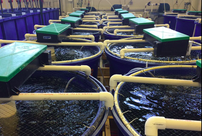 用于養(yǎng)殖場污水處理的新工藝，預(yù)計可降低28%運(yùn)營成本01