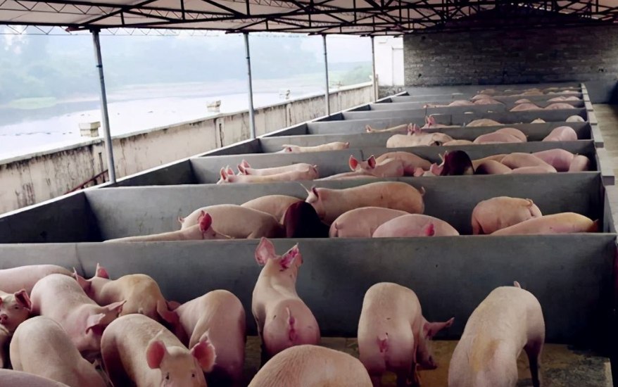 養豬污水處理設備包含哪些，教你選購適合的養殖污水處理設備