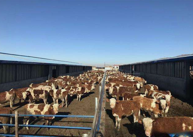 養(yǎng)殖場(chǎng)污水直接排放會(huì)面臨哪些處罰?JPEG.2 養(yǎng)殖場(chǎng)污水直接排放會(huì)面臨哪些處罰?JPEG.2